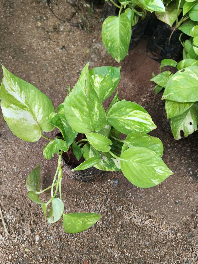Golden Money Plant 🌱