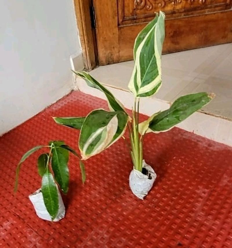 Pack 2 Big Mango 🥭 &amp; NeverNever Plants