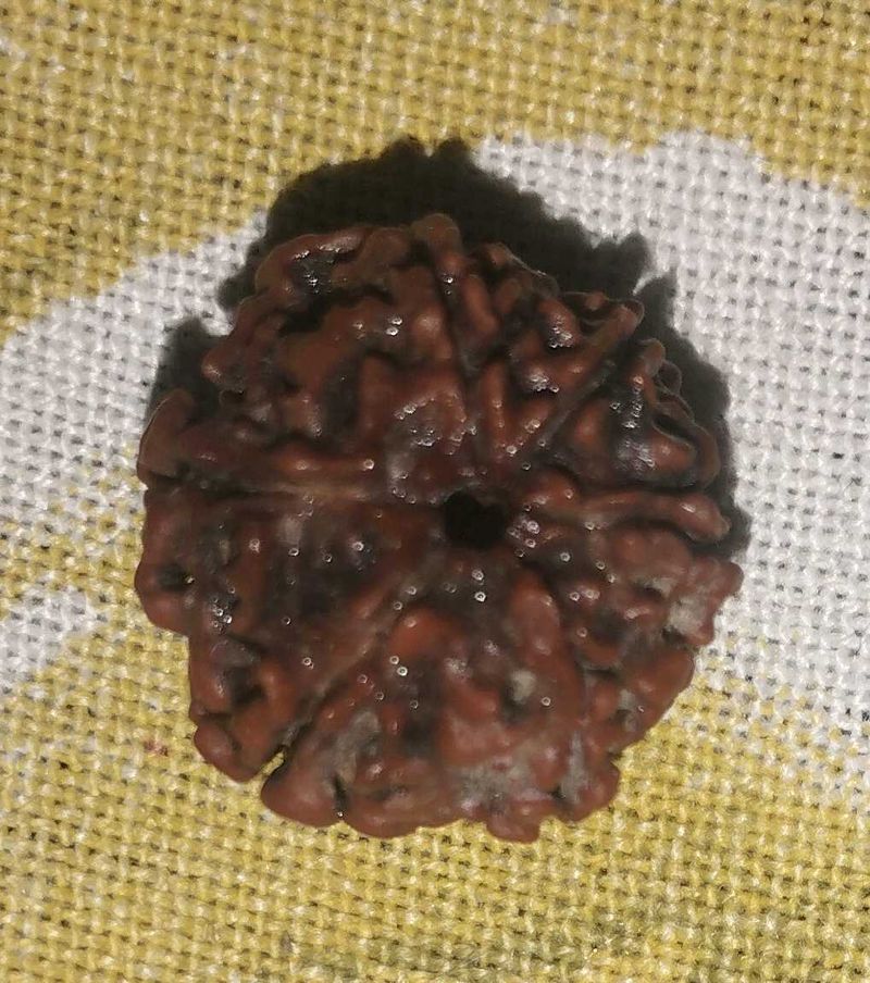 natural nepali 6 mukhi rudraksha bead