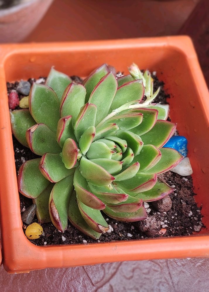 Succulent #2