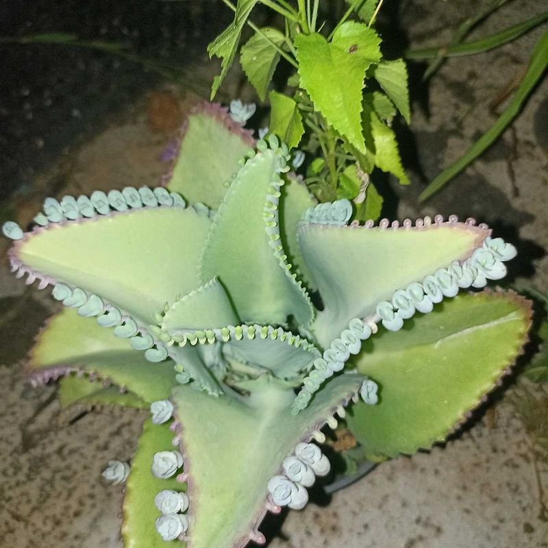 Combo Of 3 Plants