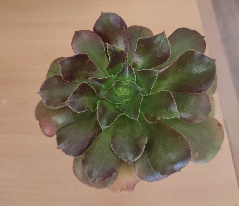 Irish rose succulent
