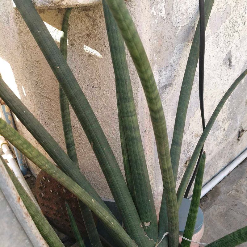 Cylendrica Plant&#39;s Baby