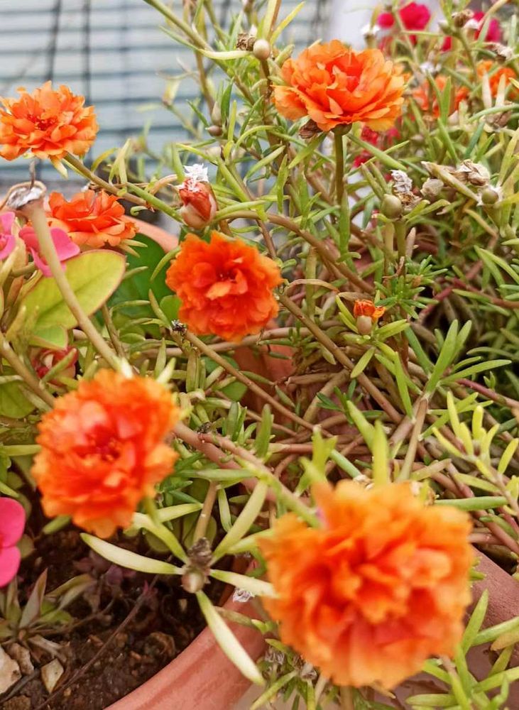 Combo Of 5 Plants