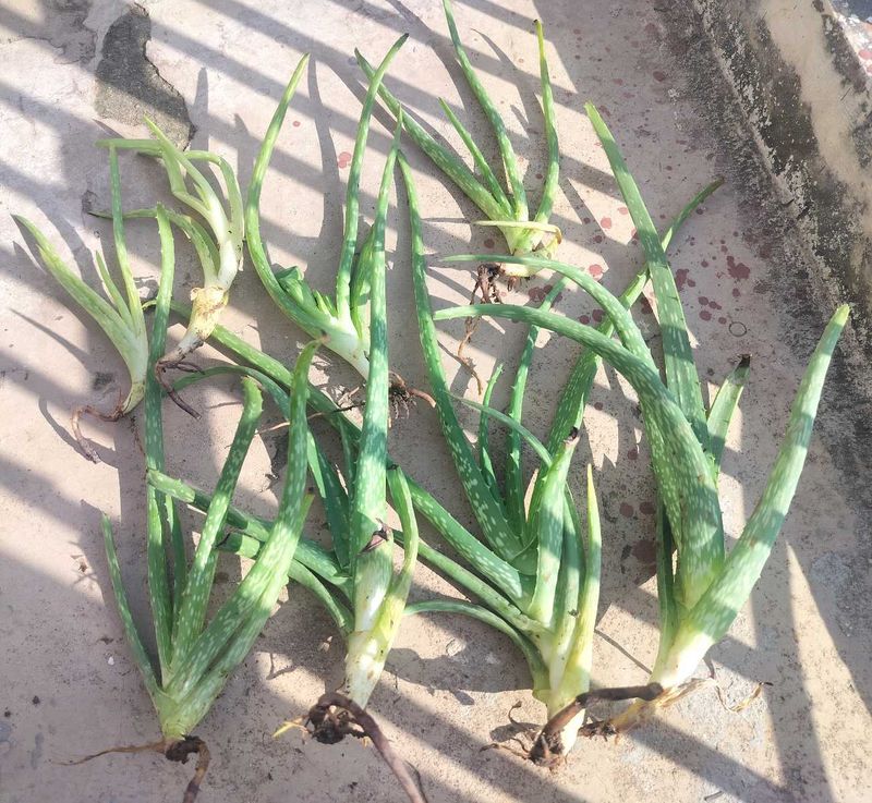 Aloe Vera Plant
