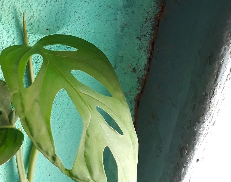 Swiss Cheese Plant Saplings With a Plastic Pot