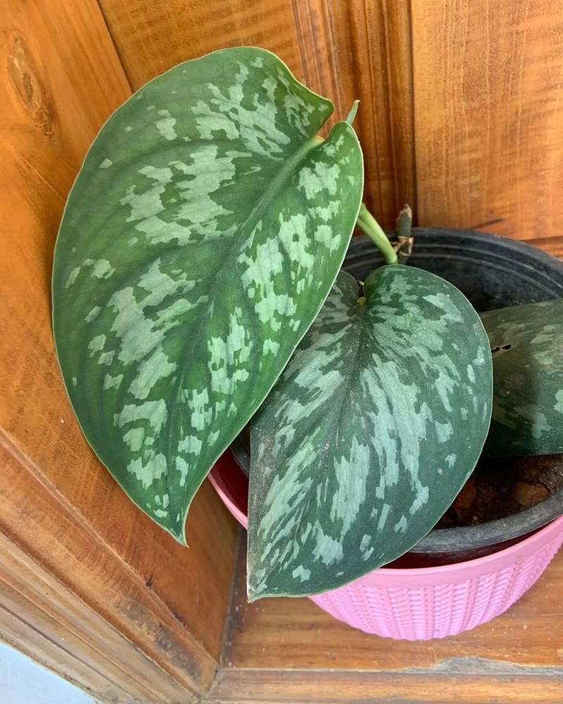 Satin Pothos Rooted Plant