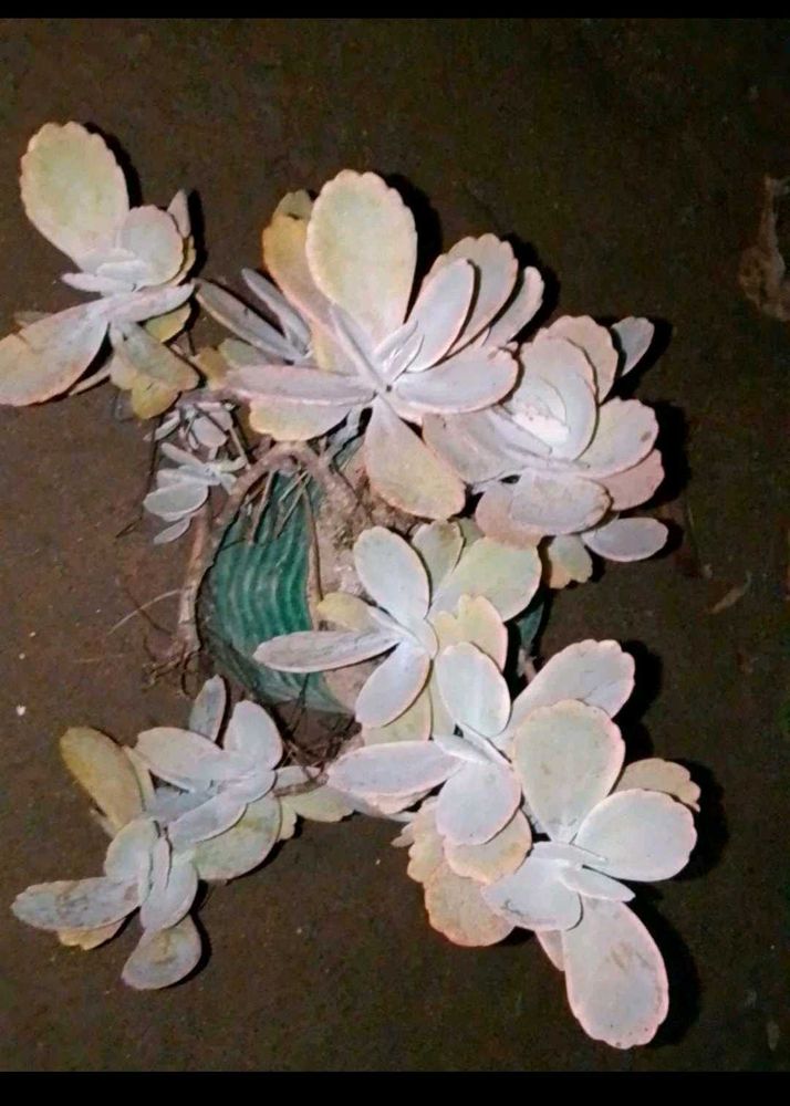 flowering plants combo