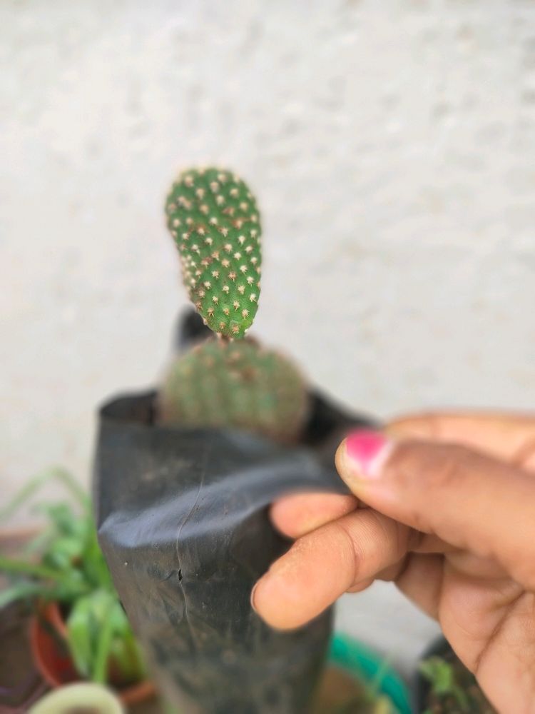 Rabbit Ear Cactus 🌵