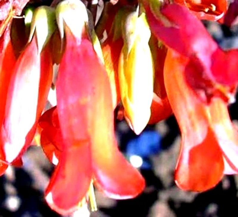 Mother Of Millions 2 Live Plants