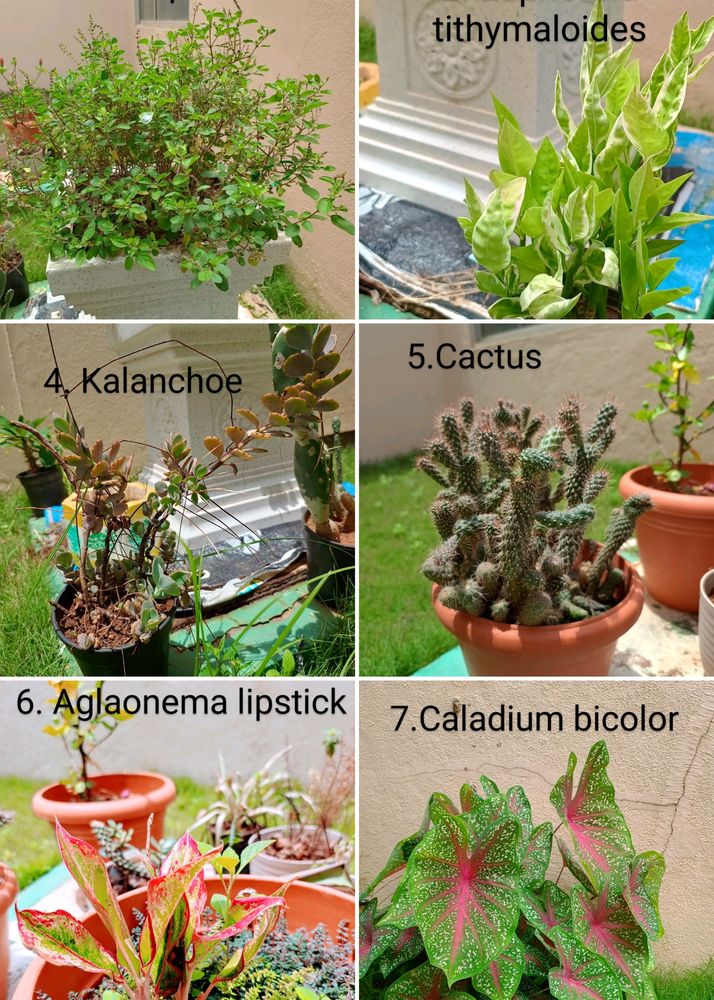 Plants