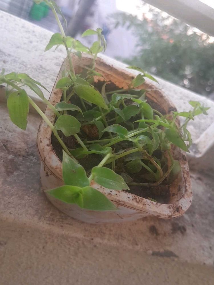 Real Rooted Turtle Vine Potted Plant