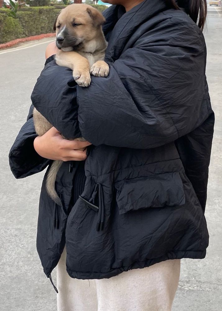 Stylish Black Jacket