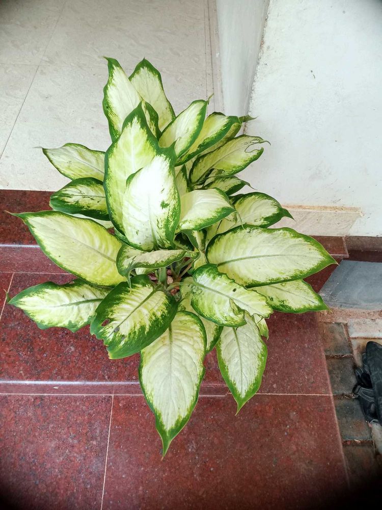 10 Live Root Plants