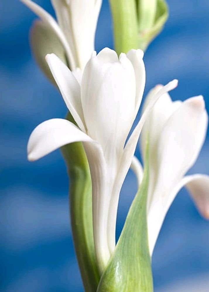Rajnigandha 2 Bulbs