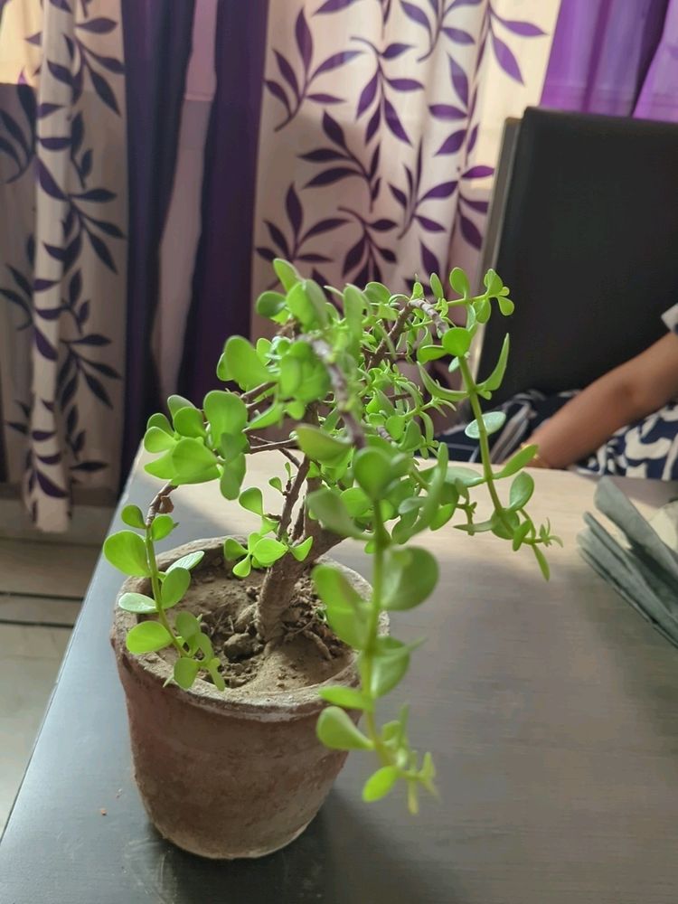 Jade Plant Cutting