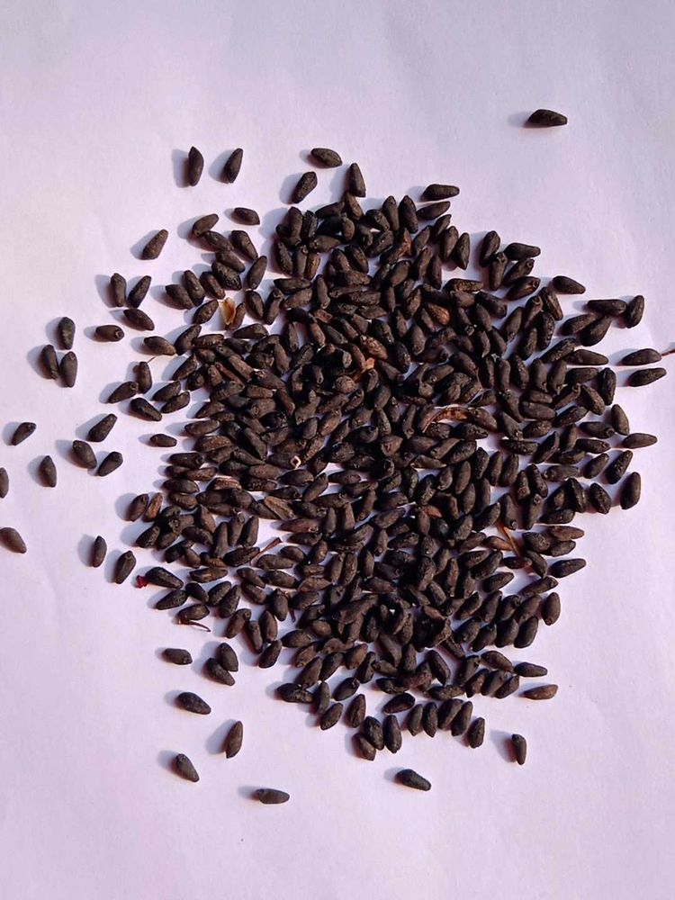Red Cypress Vine Seeds