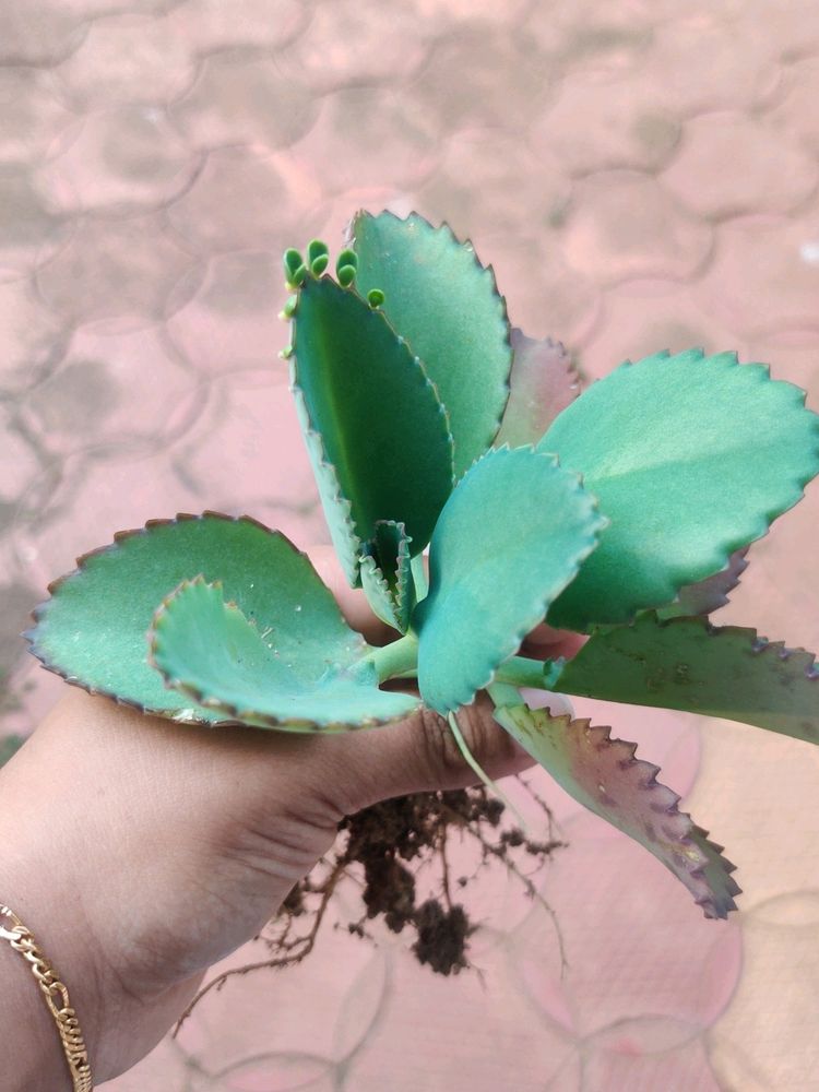 Mother Of Thousands Plant