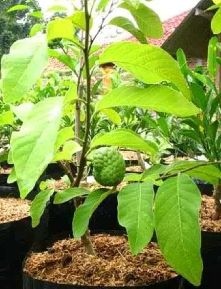Green Custard Apple Plant, Papaya Tree