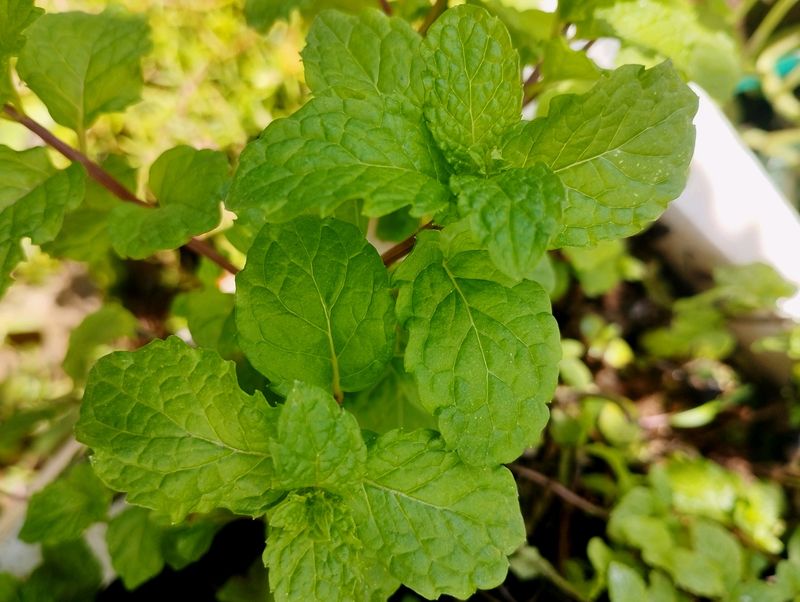 Mint Plant