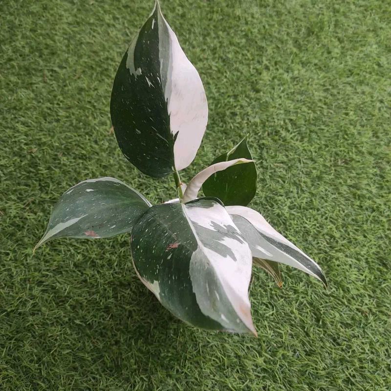 Plant Philodendron White Princess 3 Diff Varietie