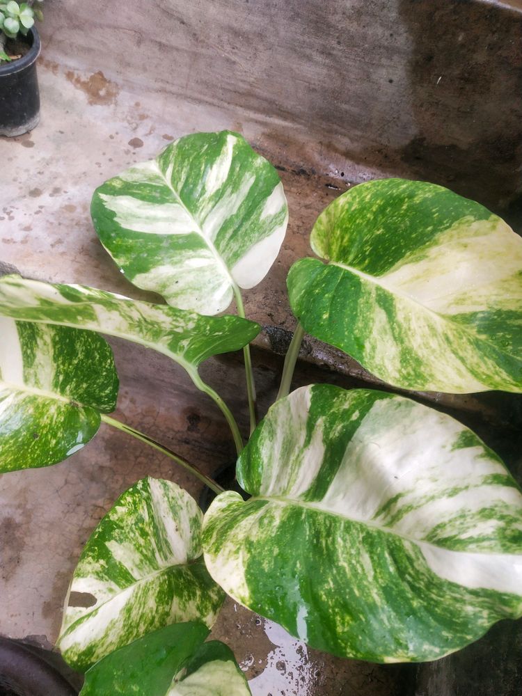 Combo 2  Magic Money Plant Without Pot