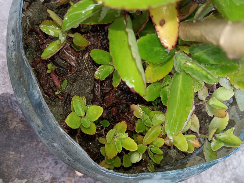 Patharchurn Plant