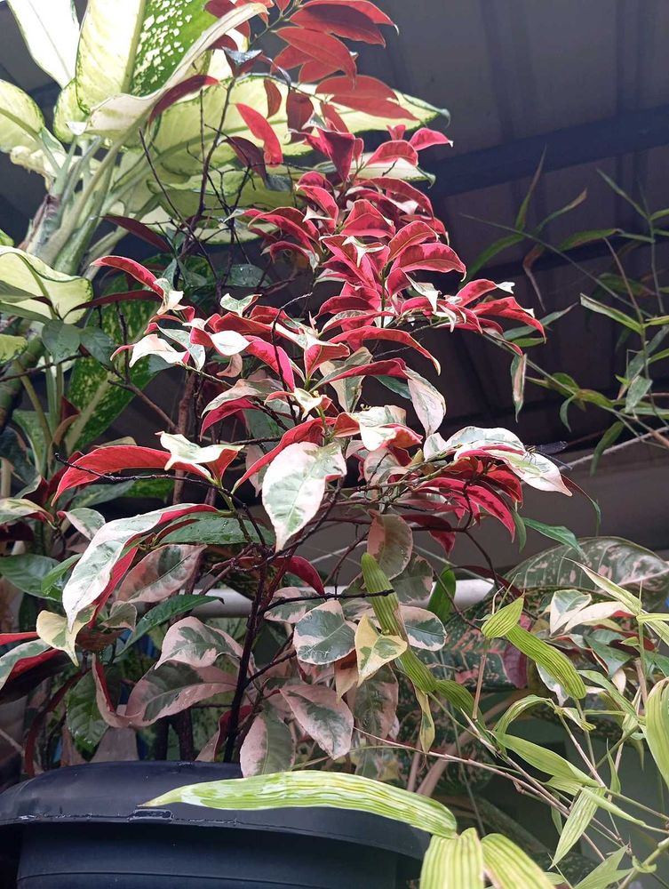 Variegated Plant