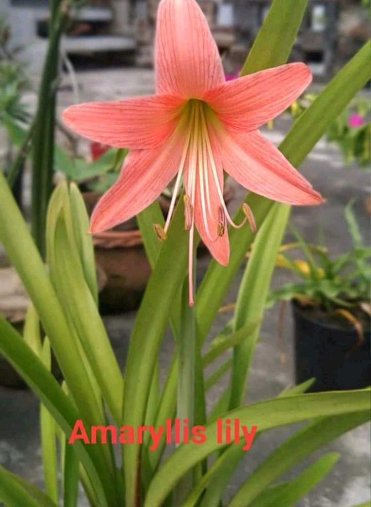 Combo Of Any 4 Plants