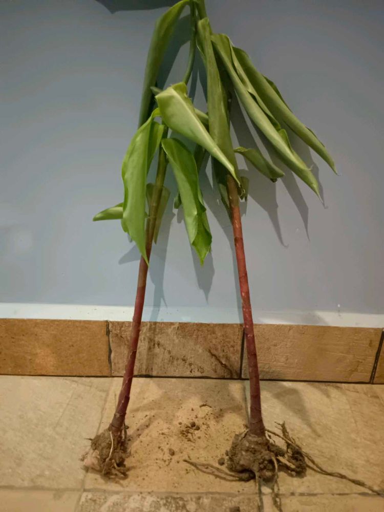 2 Insulin Plants With Bulbs