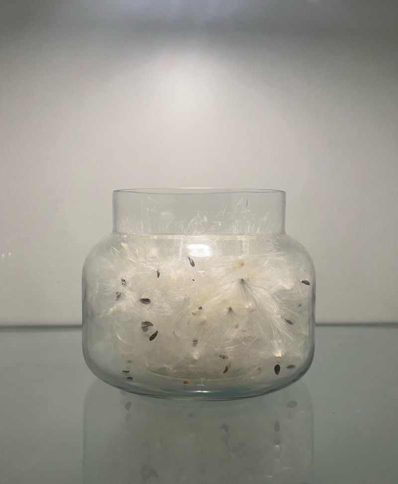 Mysterious Dandelions Jar