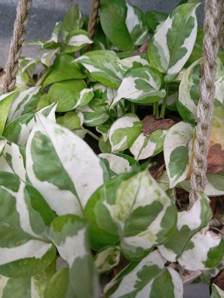 Hanging Pothos Plant