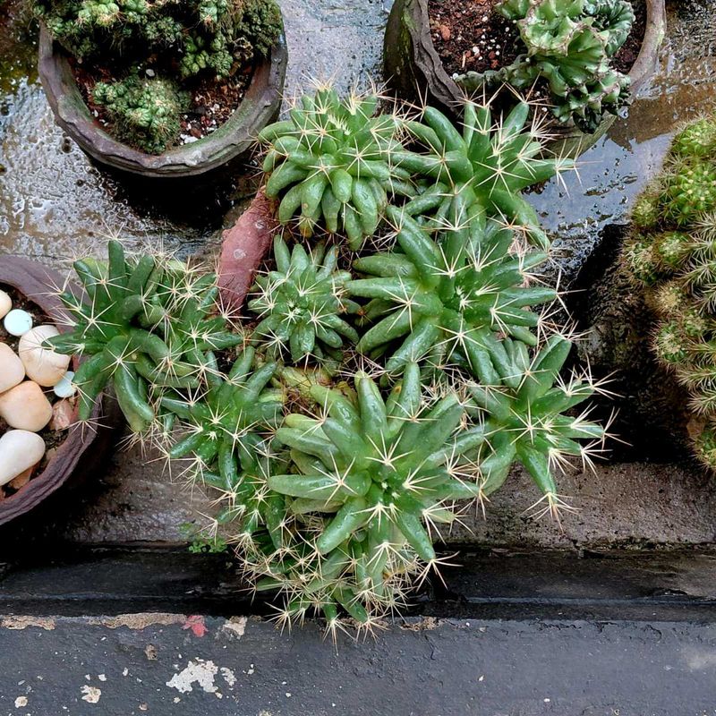 assorted cactus 🌵