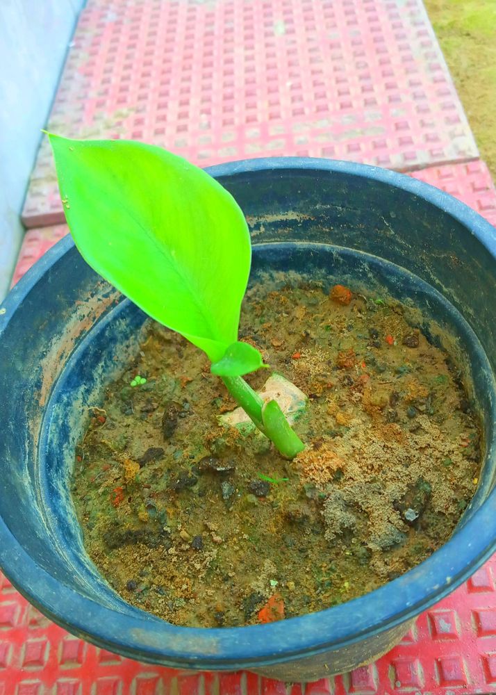 Mix Combo Air Purifying Plants
