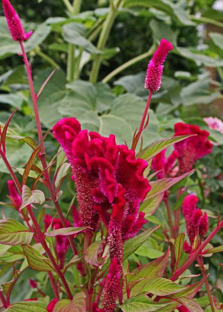 Beautiful Cockscomb Flower Plants