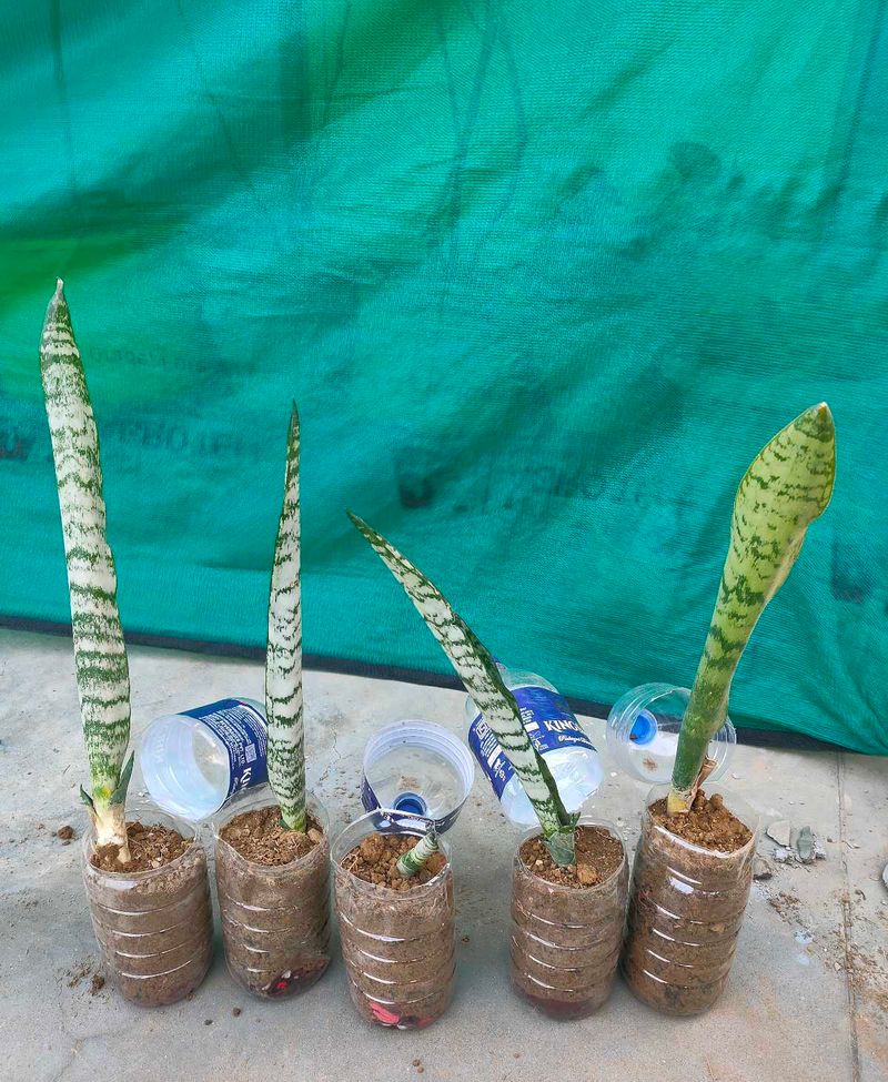 1 snake plant good condition with root and pot