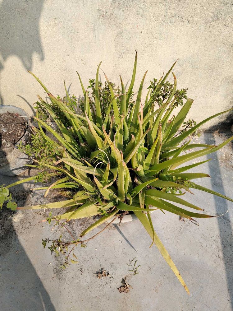 Alovera Plant