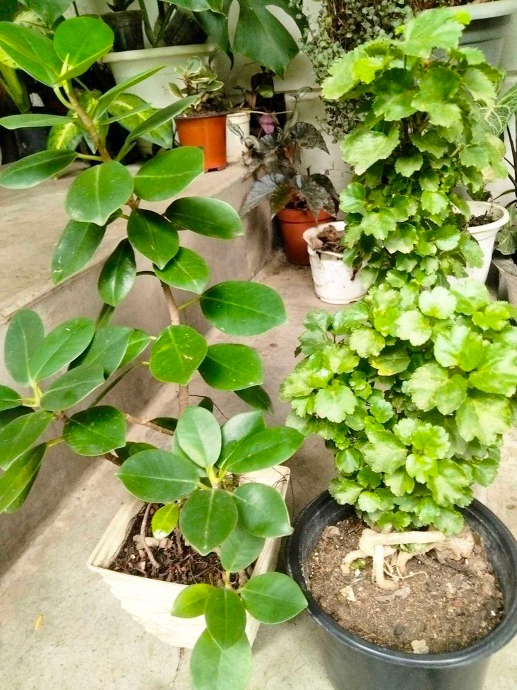Ficus N Aralia Bonsai Combo Offer