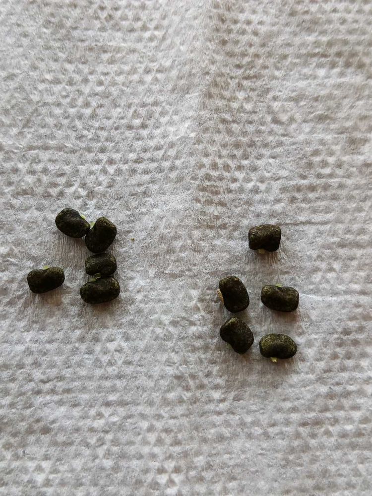 White Aparajita Seeds