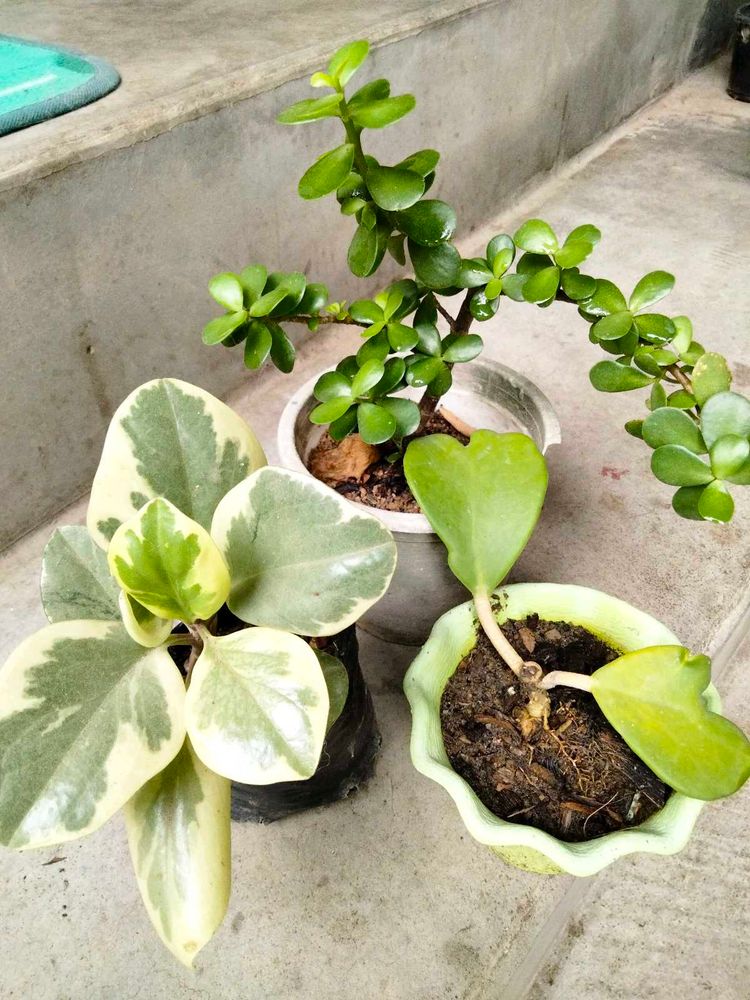 Most Sought Plants Combo
