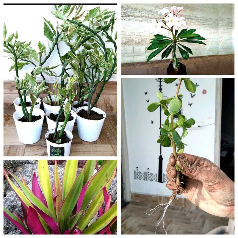 4 Rooted Plant