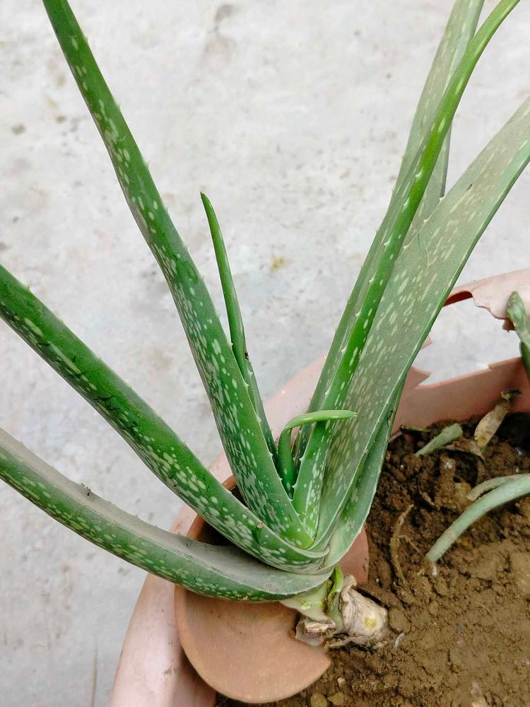 Aloevera Plant